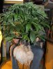 indica-roots-2-jan-12.jpg