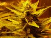 CreamMandarineAutoGrow 061.jpg