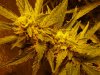 CreamMandarineAutoGrow 063.jpg