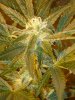 CreamMandarineAutoGrow 066.jpg