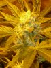 CreamMandarineAutoGrow 067.jpg