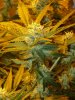 CreamMandarineAutoGrow 069.jpg