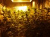 CreamMandarineAutoGrow 068.jpg