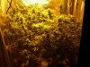 CreamMandarineAutoGrow 070.jpg