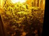 CreamMandarineAutoGrow 071.jpg