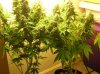 Closet Grow Week #12 NL-SR 018.jpg
