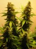 Closet Grow Week #12 NL-SR 016.jpg