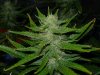 CreamMandarineAutoGrow 075.jpg