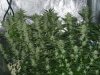 CreamMandarineAutoGrow 077.jpg