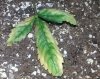 Leaf 1.jpg