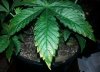Leaf 2.jpg