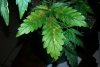 Leaf 3.jpg