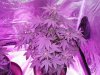 purp kush 003.jpg