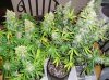 Harvest NL#1 and SR# 13 Weeks 001.jpg Harvest NL#1 and SR# 13 Weeks 001.jpg