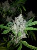 DD 26'' tall close up 2.jpg