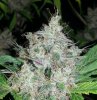 dd 26'' tall close up 4.jpg