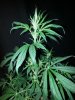 DD 22'' tall plant B closer.jpg