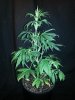DD 22'' tall plant B.jpg
