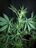 DD 17'' tall plant C closer.jpg
