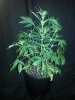 DD 17'' tall plant C.jpg