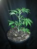 DD 12'' tall plant D.jpg