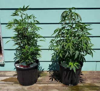LemonZ_clones8-9_day1.jpg