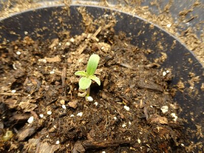 LSD-Auto, one tall plant