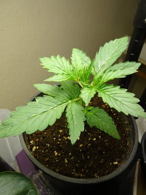 LSD-Day9-March2nd.JPG