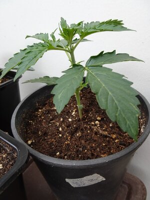 LSD-Day10-March3rd(2).JPG
