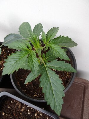 LSD-Day10-March3rd.jpg