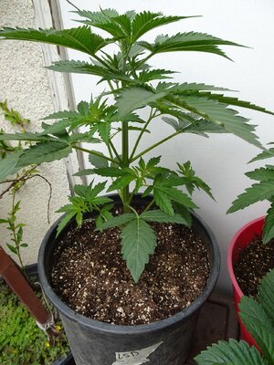 LSD-Day18-Marcheleventh.JPG