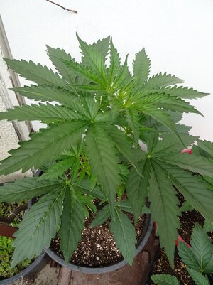 LSD-Day18-Marcheleventh(2).JPG