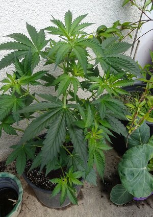 LSD-Day25-Marcheighteenth.jpg