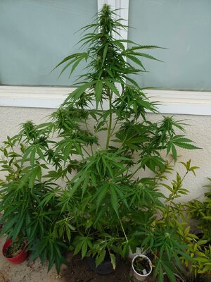 LSD-April16-DAY52.jpg