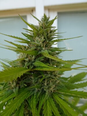 LSD-May1-Day68.jpg