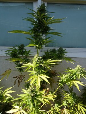 LSD-May2-Day69.jpg