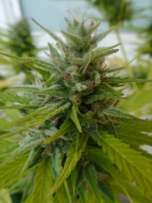 LSD-Day73(2).jpg