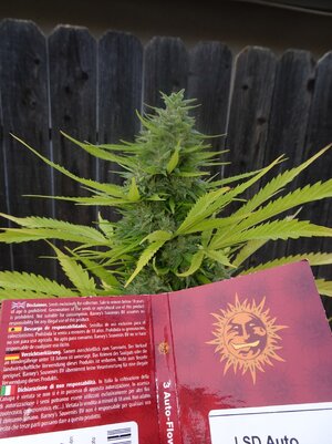 LSD-Day75(4).jpg