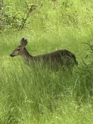 IMG_4155.jpeg