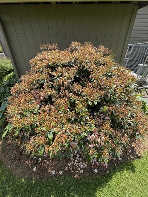 IMG_4206.jpeg