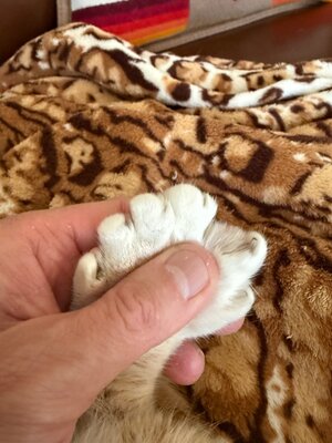 IMG_4211.jpeg