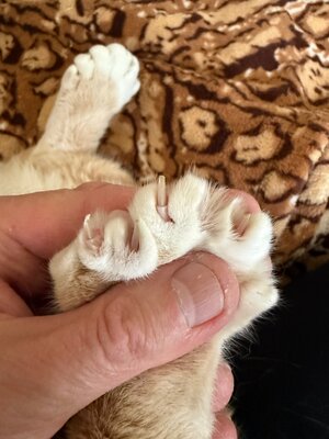 IMG_4212.jpeg