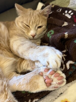IMG_4295.jpeg