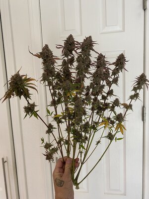 IMG_5054.jpeg