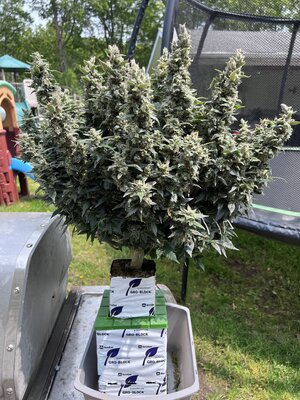 IMG_2972.jpeg