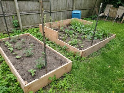 garden_20250605.jpg