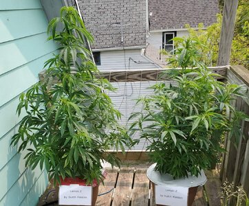 LemonZ_clones8-9_day25.jpg