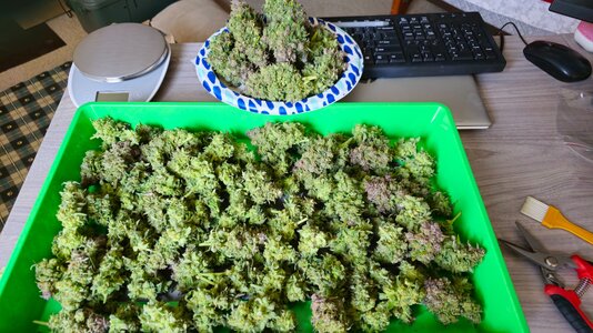 GG After Trim.jpg