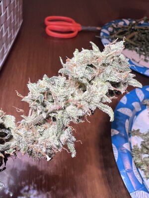 IMG_3056.jpeg