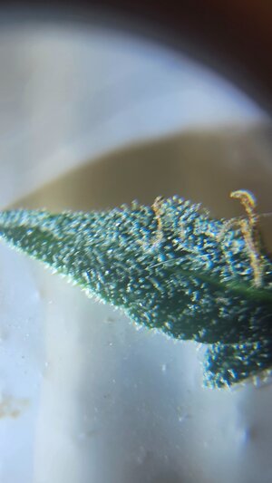 20250623_173424.jpg